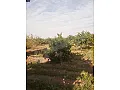 ارض زراعية للبيع اللاذقية استراد كسب الشبطلية اطلالة بحرية 