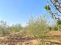 للبيع ارض زراعية 43 دنم فيها شجر زيتون حلب سليمة