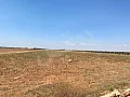 للبيع ارض زراعية حمص القصير قرية الضبعة أشجار زيتون 