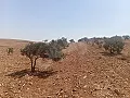 أرض للبيع/17دنم/حمص••المضابع