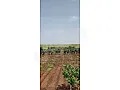 للبيع ارض زراعية حمص الحيصة طريق حمص مصياف 