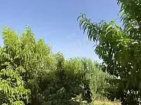 للبيع ارض سكنية 2500م مزروعة و مخدمة/الرقة _الكسرة