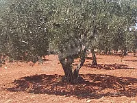 للبيع ارض مشجرة مساحة 22 دنم/ شرقي مدينة ادلب 