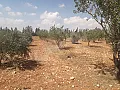 للبيع ارض زراعية استراد حمص دمشق 