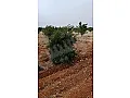 للبيع ارض زراعية حمص استرد حمص دمشق مزروعة لوز