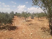 للبيع ارض زراعية حمص جندر استراد حمص دمشق أشجار مثمرة 