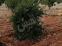 للبيع ارض زراعية حمص شمسين استراد حمص دمشق موقع مميز 
