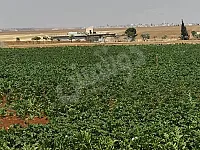 للبيع ارض بحلب تلقراح 30 دنم طابو وراعي 3 بيار مي