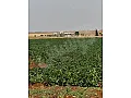 للبيع ارض بحلب تلقراح 30 دنم طابو وراعي 3 بيار مي