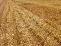 للبيع ارض بريف حلب الشمالي كلجبرين 27 دنم طابو زراعي