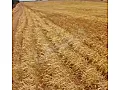 للبيع ارض بريف حلب الشمالي كلجبرين 27 دنم طابو زراعي