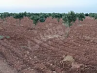 للبيع ارض بريف حلب قرية قطر 23 دنم طابو زراعي 