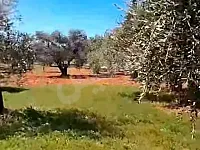 للبيع ارض زراعية 7دونم/125 شجرة زيتون/إدلب قرية عامود ريف جسر الشغور 