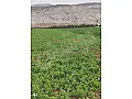 للبيع ارض زراعية مساحة 6 دونم /إدلب سلقين أبو طلحة طريق المطار 