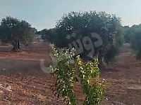 للبيع ارض زراعية 4600م مزرعة شجر زيتون/إدلب الشمالي بعد كفرجالس 