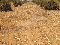 للبيع ارض زراعية ريف حمص قرية الضبعة أشجار مثمرة موقع مميز 