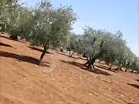 للبيع شجر زيتون مثمر موقع استراتيجي مميز جدا عالحدود التركية مباشرة
