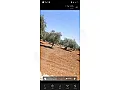 للبيع شجر زيتون مثمر موقع استراتيجي مميز جدا عالحدود التركية مباشرة