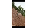 للبيع ارض مشجرة حلب منبج عسلية 7500 متر  50×150 متر 